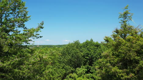lush green forest canopy under a clear blue sky