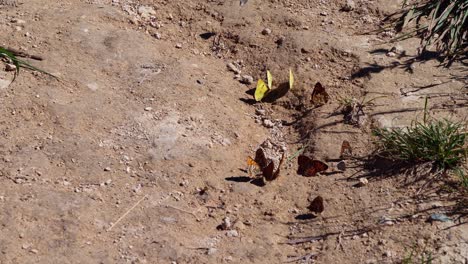 Different-butterfly-on-the-ground