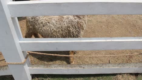 alimentar a mano el ganado cabras en jaulas