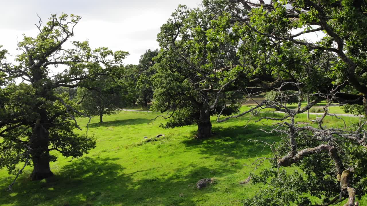 Slow panning shot of sessile oak trees on green lawn in sunlight