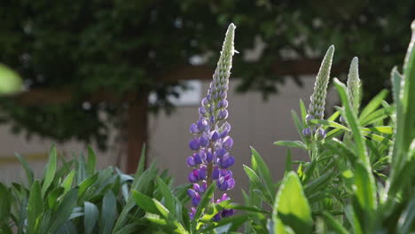 紫色花朵 (lupine flower) 紫色花束 (lupines) 這兩種花束的結構,有兩種特徵,分別是: