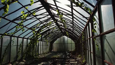 invernadero abandonado con hiedra cubierta
