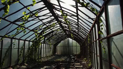 abandoned greenhouse with overgrown ivy