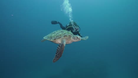 female scuba diver swimming with green sea turtle 2