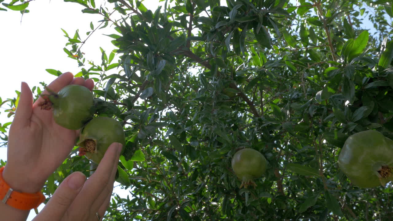mujer tocando granadas inmaduras en el árbol