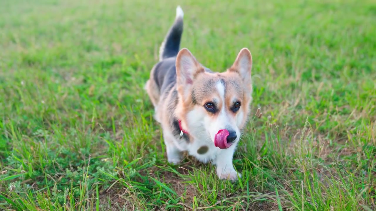 Happy Corgi Dog Panting and Licking Lips in Green Grass