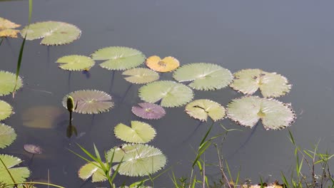 water lilies and reflections changing over time