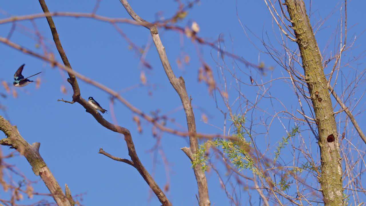 High-definition slow motion capture of purple martin courtship in the air.