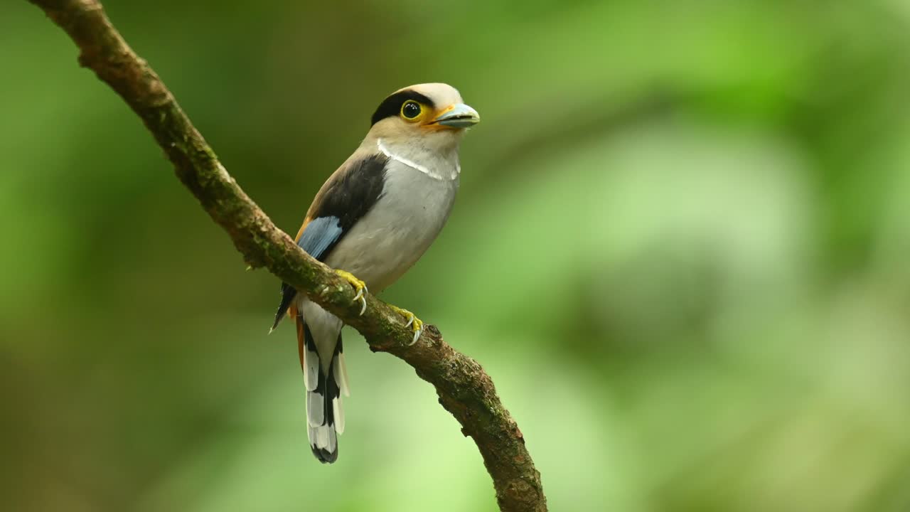 Eurilaimo dal petto argentato, Serilophus lunatus.