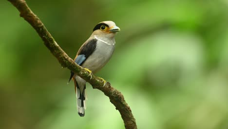 Silberbrust-Breitschnabel,-Serilophus-Lunatus