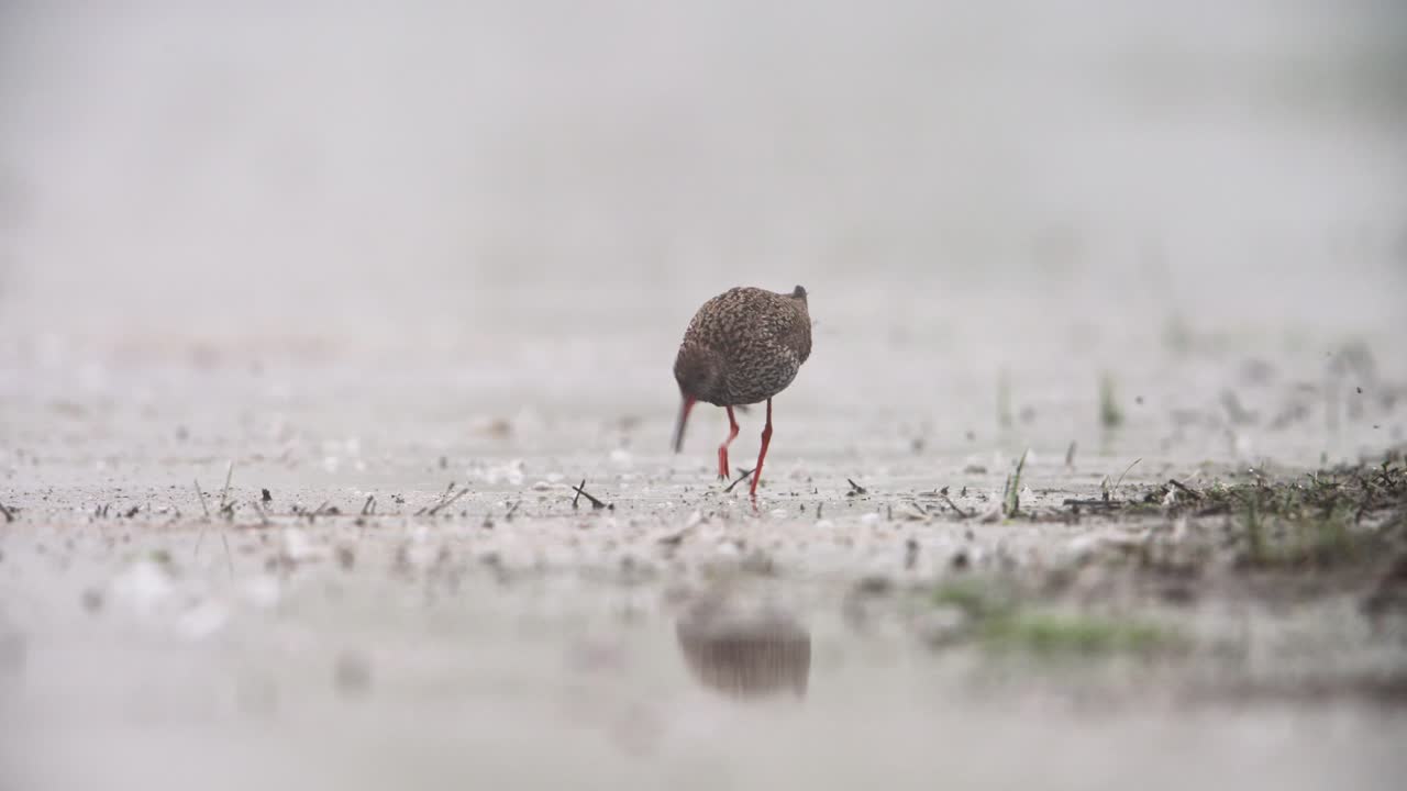 Redshank bird in a foggy wetland with ducks