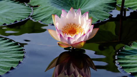 beautiful pink lotus flower in a pond