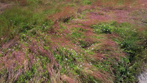 Wide-tilting-up-shot-of-colorful-wild-grass-to-a-desert-farmhouse