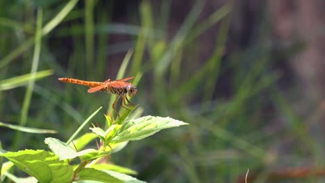 Dolly-Shot-of-a-Orange-Dragonfly-Resting-on-a-Branch