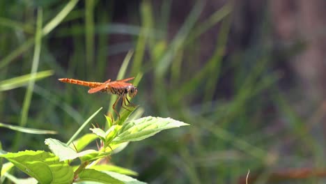 tiro de muñeca de una libélula naranja descansando en una rama
