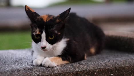 a tricolor cat relaxes on outdoor steps over time