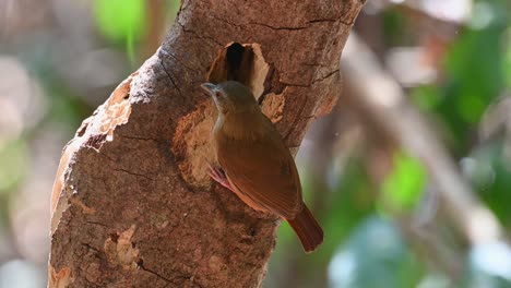 Abbotts-Schwätzer-Frisst-Würmer-Aus-Einem-Baumloch-Im-Kaeng-Krachan-Nationalpark-In-Thailand---Nahaufnahme