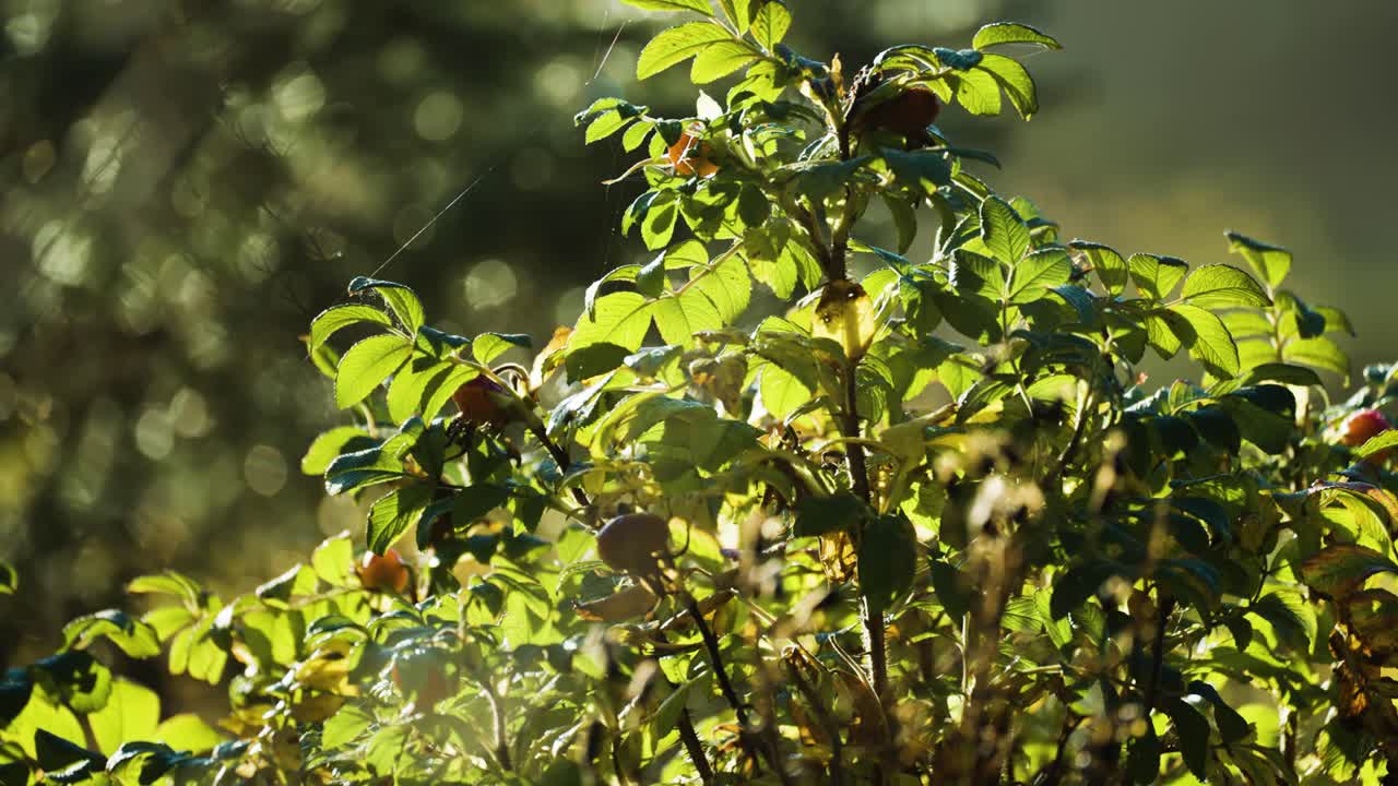 A rosehip bush backlit by the rising sun