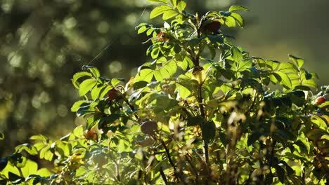 a rosehip bush backlit by the rising sun