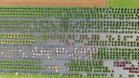 high aerial trucking shot shows straight rows of mums blooming, ready for autumn decorations