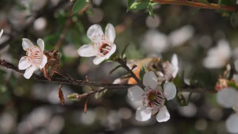 Focus-pull-on-hard-working-honey-bee-collecting-nectar-from-Manuka-blossom