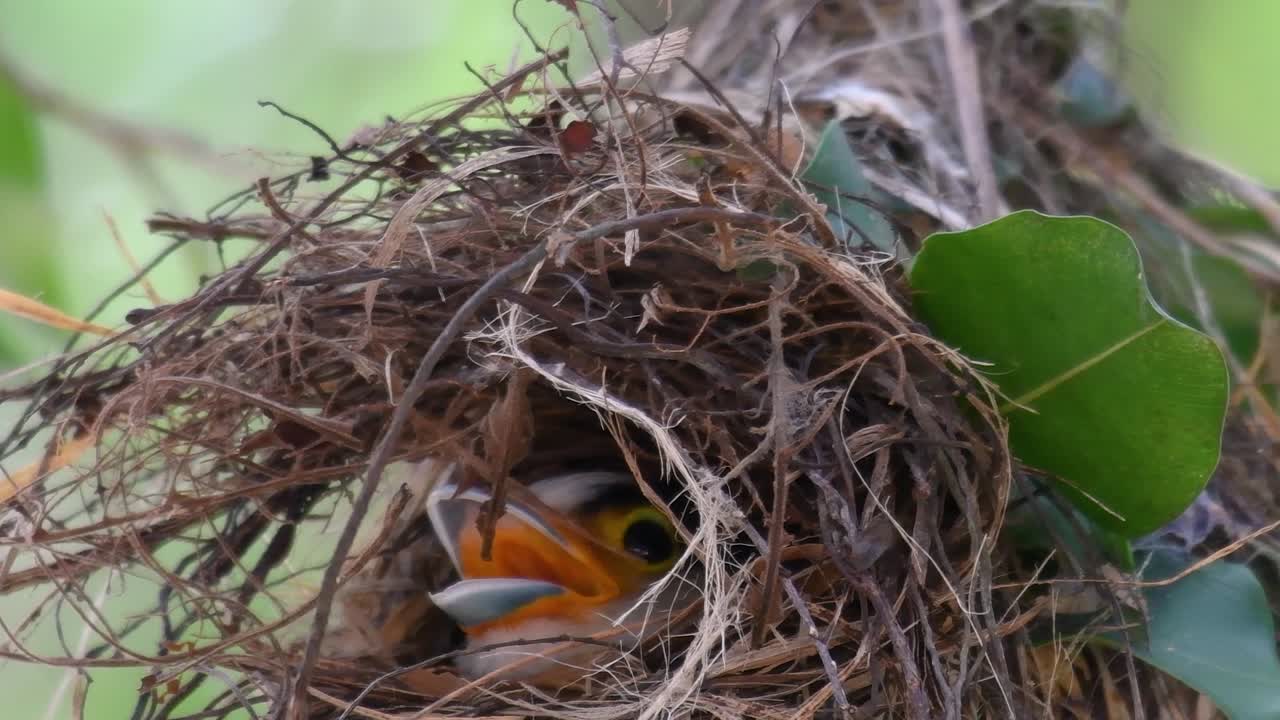 el pico ancho de pecho plateado es un ave famosa en tailandia, tanto local como internacional