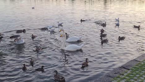 Patos-Y-Cisnes-En-El-Parque-De-La-Sala-De-Conciertos-Islandia