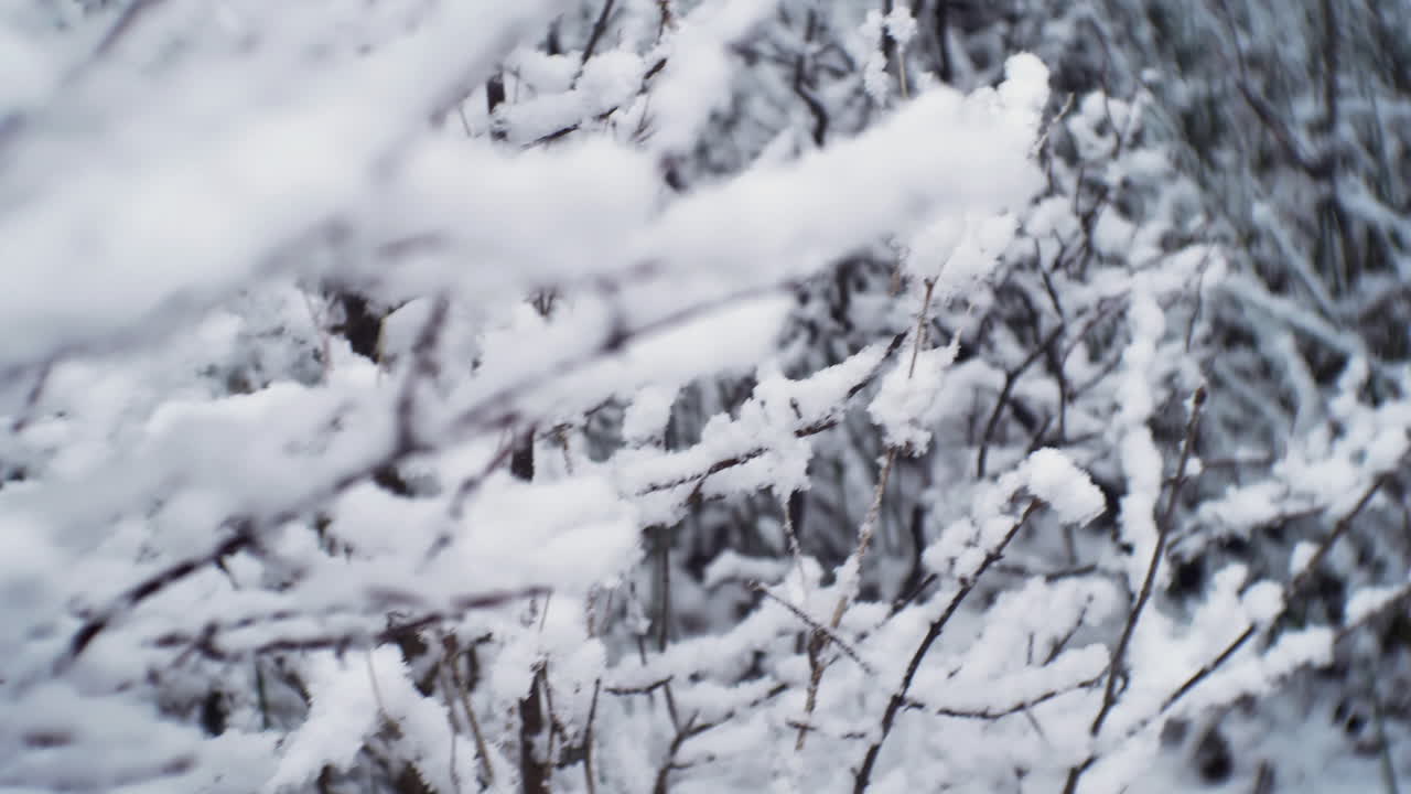 nieve en ramas de árboles sin hojas en cámara lenta