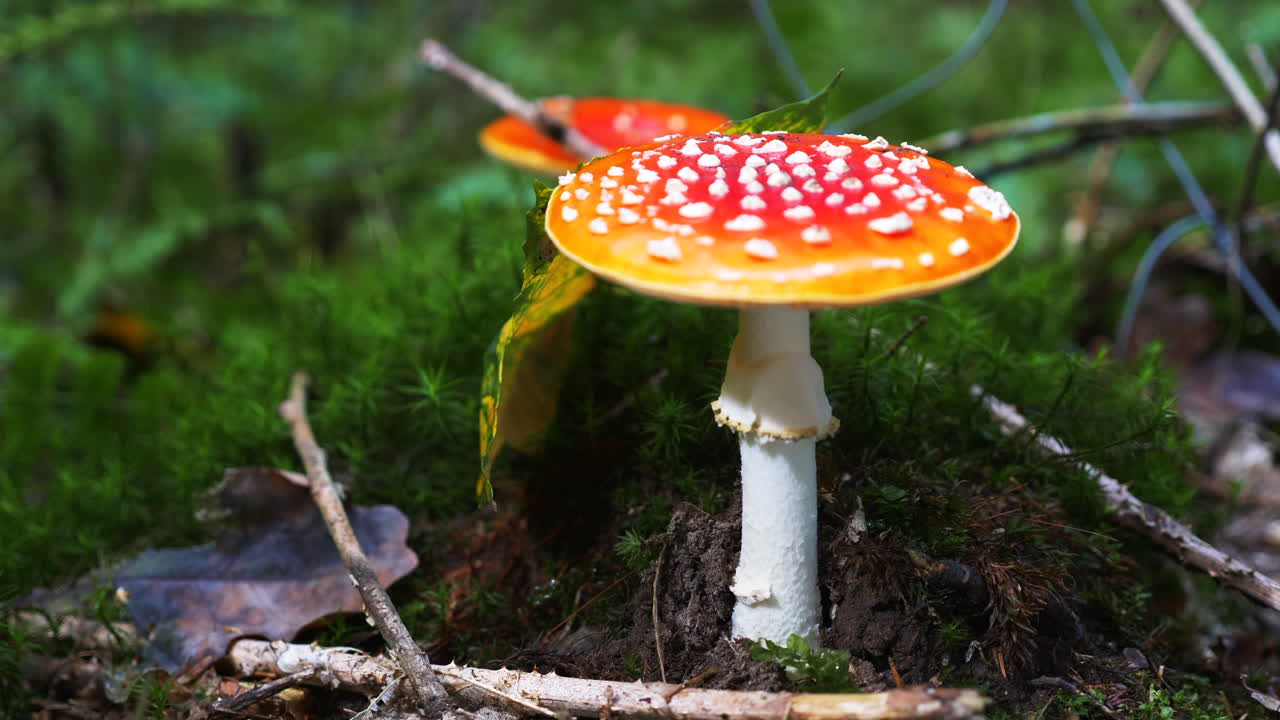 Slowed down close up of a beautiful toadstool and an ant crossing the frame on a mossy, wet autumn ground