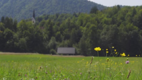 a close up focused shot of wildflowers in the foreground with an alpine meadow and church tower in the background