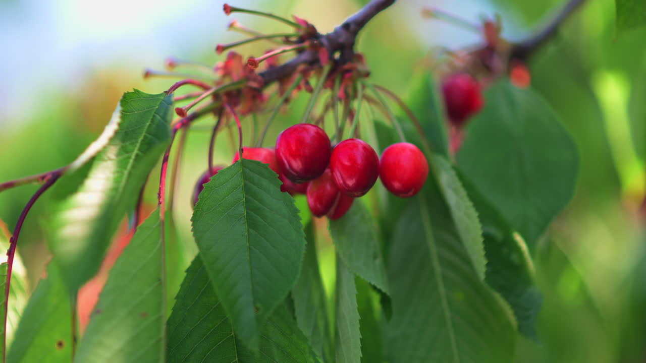Close up of red cherries ripe on the tree in sunlight