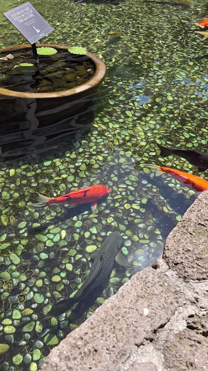 Hawaii's tranquility: Slow-mo pan over peaceful koi fish at Ala Moana Center, Oahu. Perfect for travel, relaxation and destination content