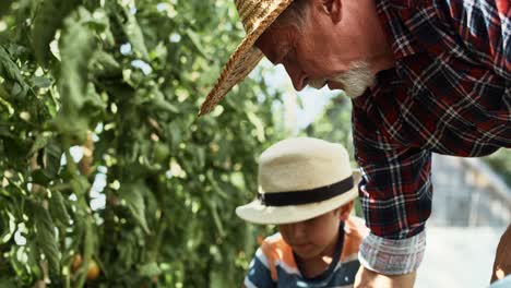 Video-of-grandfather-and-grandson-working-together-in-the-garden