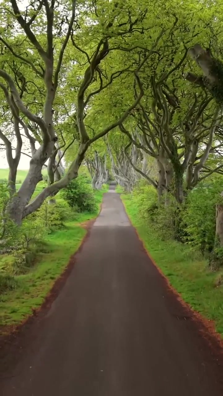 Social ratio vertical aerial walkthrough video of The Dark Hedges in Bushmills, County Antrim in Northern Ireland, UK. Produced in 1080x1920 with Rec709 color.