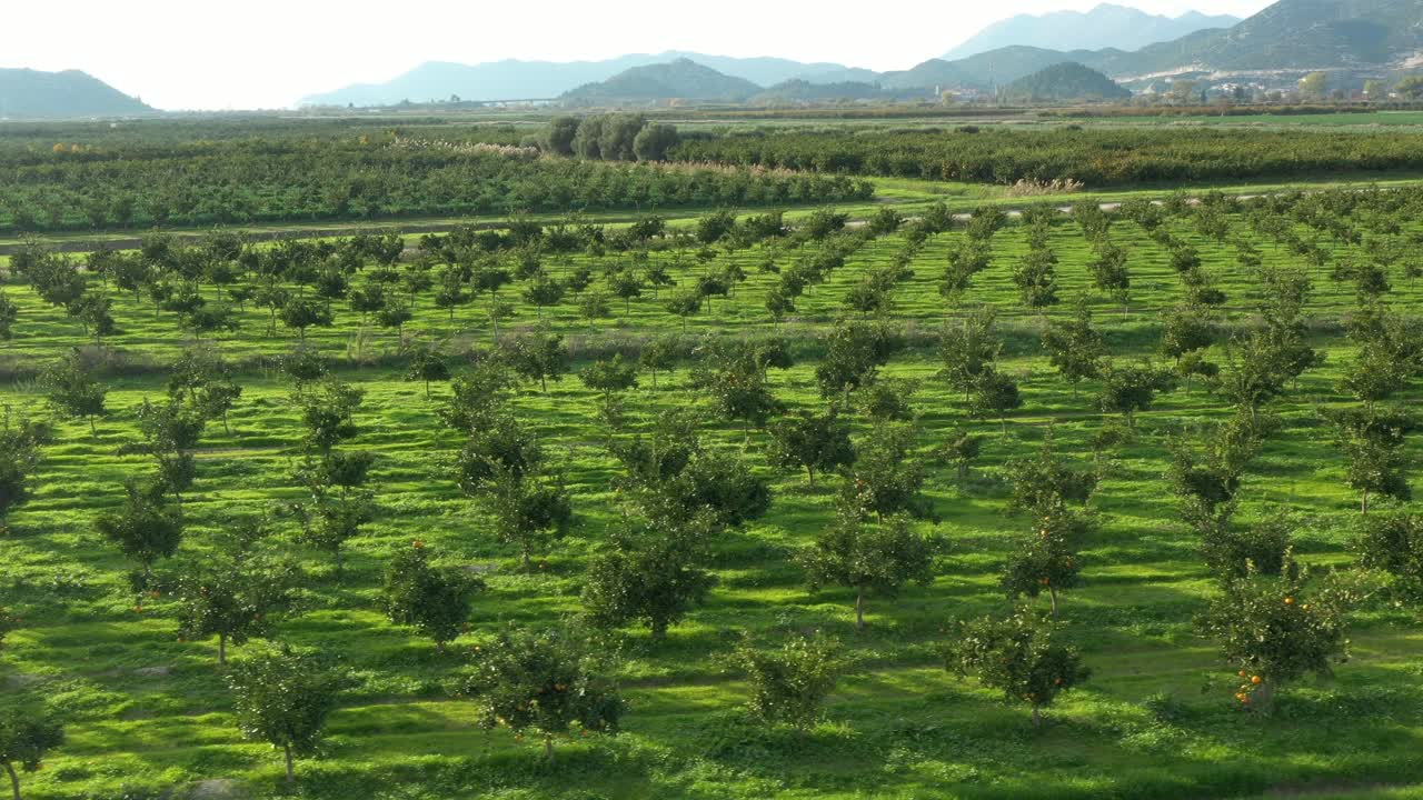 красивые кадры с дрона, зеленая природа, деревья и трава