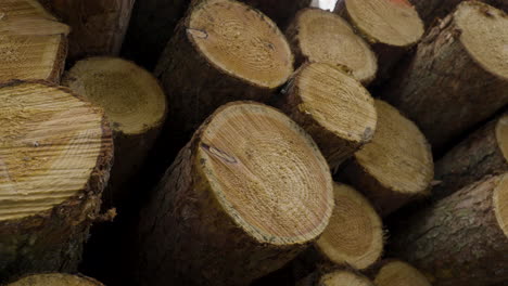 Freshly-chopped-pine-trees-logged-and-stacked-in-pile,-medium-view-pan