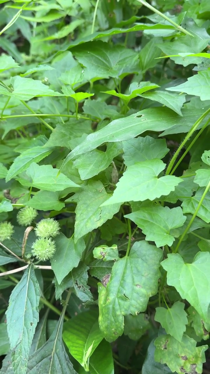 Baccelli di semi verdi e spinosi che crescono su una vite selvatica nella foresta