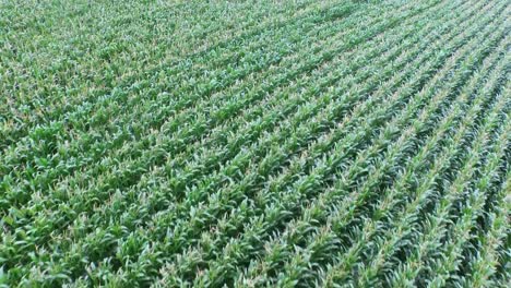 Drone-footage-of-farm-land-with-plants