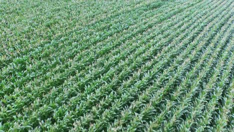 imágenes de aviones no tripulados de tierras de cultivo con plantas