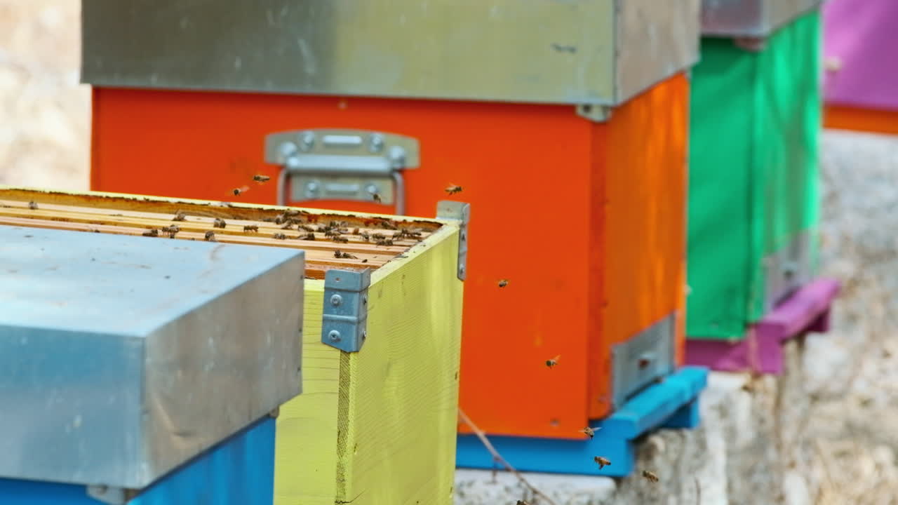 Closeup of colorful beehives boxes with honeybees flying around, slow motion