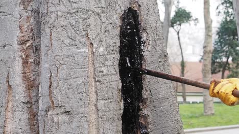 Tree Trunk Repair or Resin Extraction
