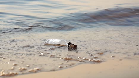 a glass bottle with a cork in it floats on the shore of a beach