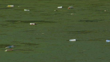 bottles float in a waterway full of algae