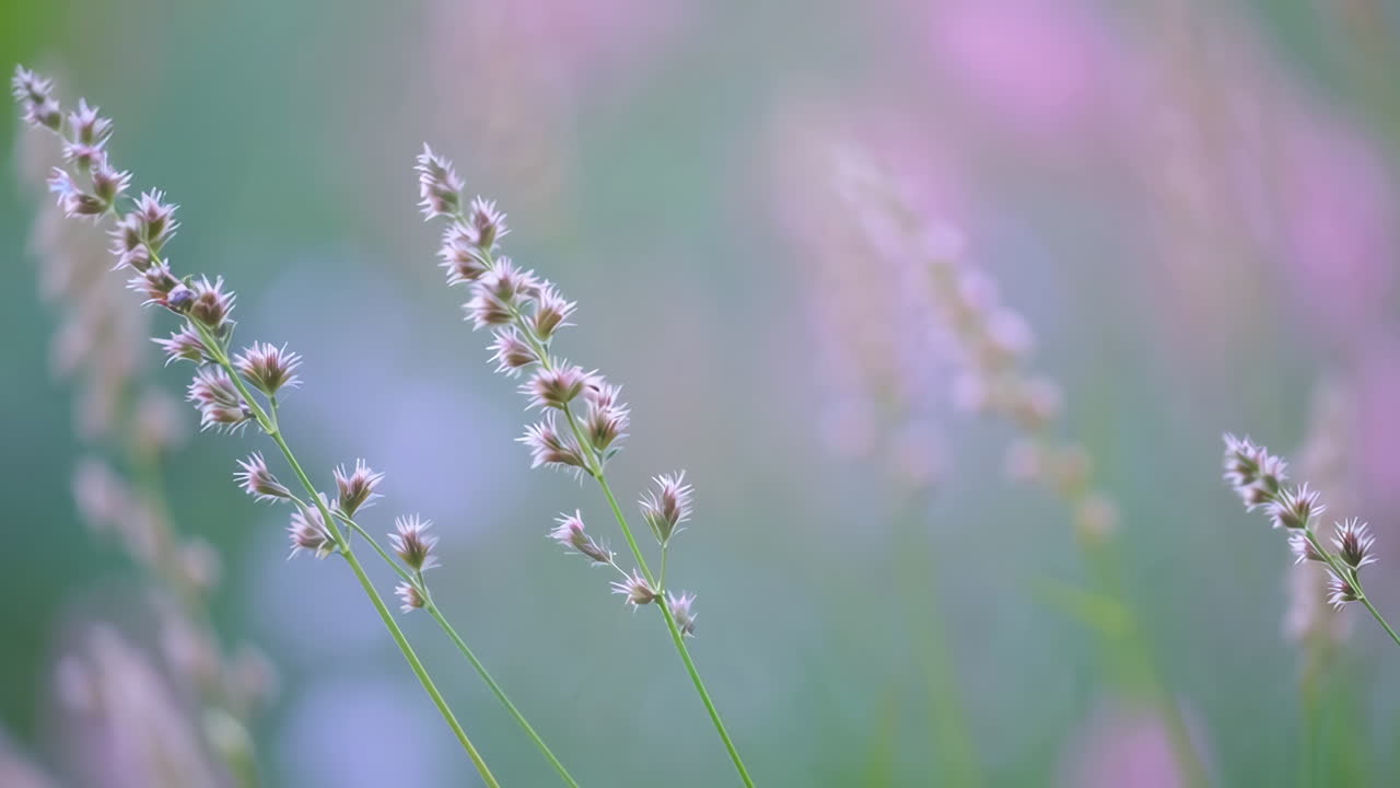 Soft Focus Grass Spikes with Serene Bokeh Background
