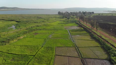 Toma-Aérea-De-Los-Patrones-De-Los-Campos-De-Arroz-A-Orillas-Del-Lago-Victoria-En-áfrica