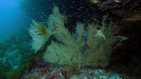 alcyonacea-korallen unter wasser im tiefsee