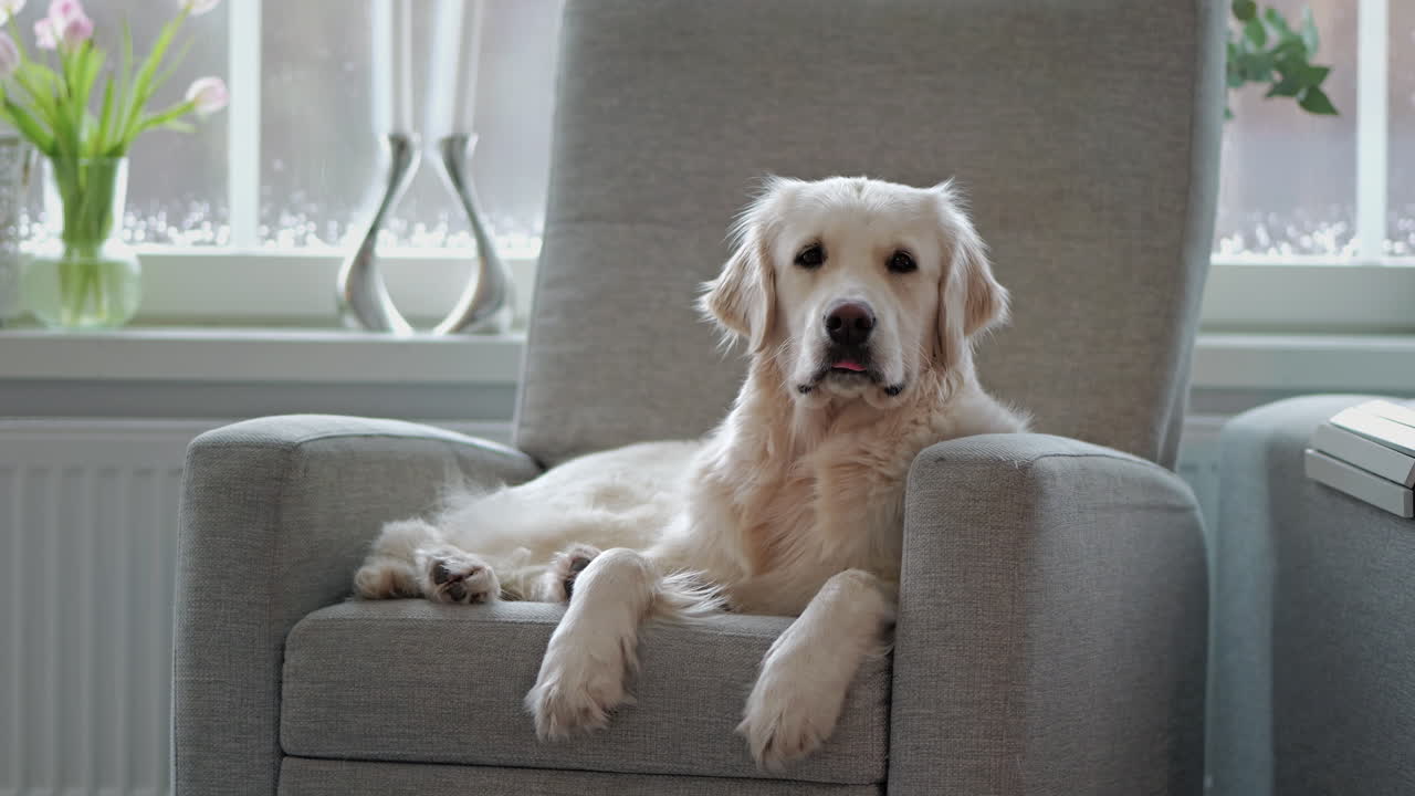 Cute Golden Retriever dog looking at camera with its tongue out