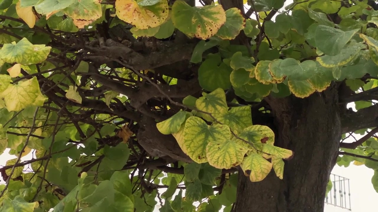 Primo piano di foglie verdi e lussureggianti in un patio di casa