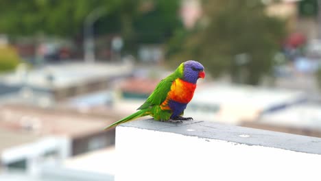 a rainbow lorikeet (trichoglossus moluccanus) perched on the apartment rooftop in an urban setting, curiously wondering around the surroundings.
