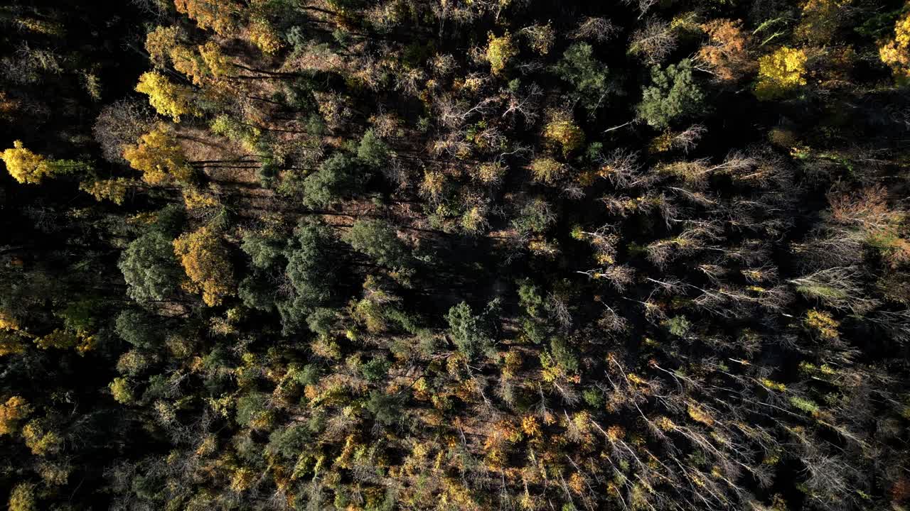 descending topdown drone shot of a forest in fall, deciduous trees in el Montseny, Barcelona, Catalonia